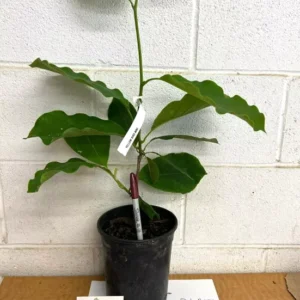 Yellow Bird Magnolia Plant - 1 Gallon Pot - Yellow Flowering Shrub