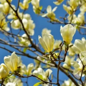 Yellow Bird Magnolia Plant - 2.5 inch Pot - Canary Yellow Flowers
