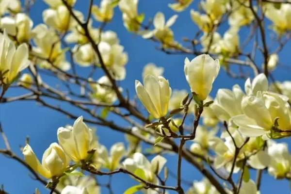 Yellow Bird Magnolia Plant - 2.5 inch Pot - Canary Yellow Flowers