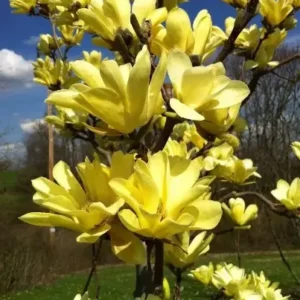 Yellow Bird Magnolia Plant - 2.5 inch Pot - Canary Yellow Flowers