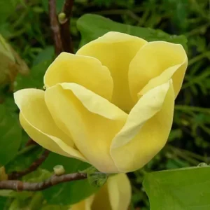 Yellow Bird Magnolia Plant - 2.5 inch Pot - Canary Yellow Flowers