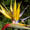 Yellow Bird of Paradise Plant - Strelitzia Reginae - 8-12 Inch Starter Plant - Orange Flower