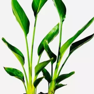 Yellow Bird of Paradise Plant - Strelitzia Reginae - 8-12 Inch Starter Plant - Orange Flower