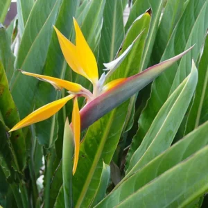 Yellow Bird of Paradise Plant - Strelitzia Reginae - 8-12 Inch Starter Plant - Orange Flower