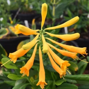 Yellow Honeysuckle 1 Gal Live Plant – Yellow Flowers, Red Berries, Attracts Hummingbirds