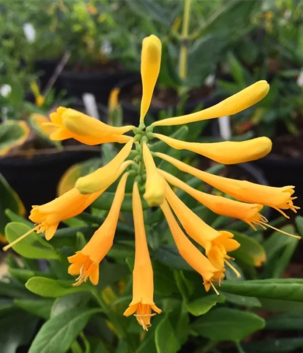 Yellow Honeysuckle 1 Gal Live Plant – Yellow Flowers, Red Berries, Attracts Hummingbirds