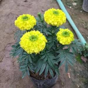 Yellow Marigold Live Plants - 2 Pack Marigold Flowers - 4 Inch Pot - Yellow Flowering Bush