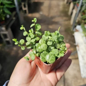 String of Turtles - Peperomia Prostrata - Live Succulent Hanging Plant - 3in Pot