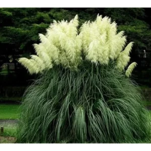 Live White Pampas Grass Plants - Tall Snow Pampas Grasses, Ready to Grow, 4 Inch Pot