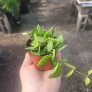 Dischidia Ovata Watermelon - Vining Plant - 3in Pot - Unique Foliage