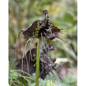 Rare Black Bat Flower Plant - Exotic Orchid - 4 Inch Pot