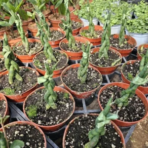 Fernwood Snake Plant - Air Purifying - 4in Pot - Low Light and Easy Care