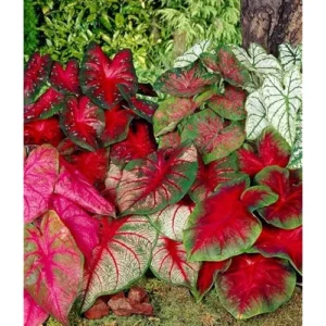 12 Caladium Seeds Bulbs - Mixed Color, Premium Quality, Shade-Loving