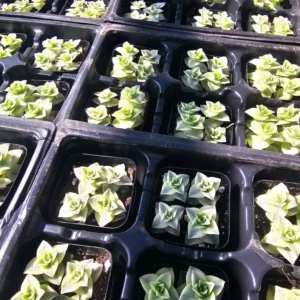 Variegated String of Buttons - Crassula Perforata - Succulent Plant - 2in Pot