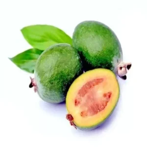 Pineapple Guava Tree Feijoa Sellowiana Tropical Guava Fruit Tree Plant - 5-9 Inch Starter Plant