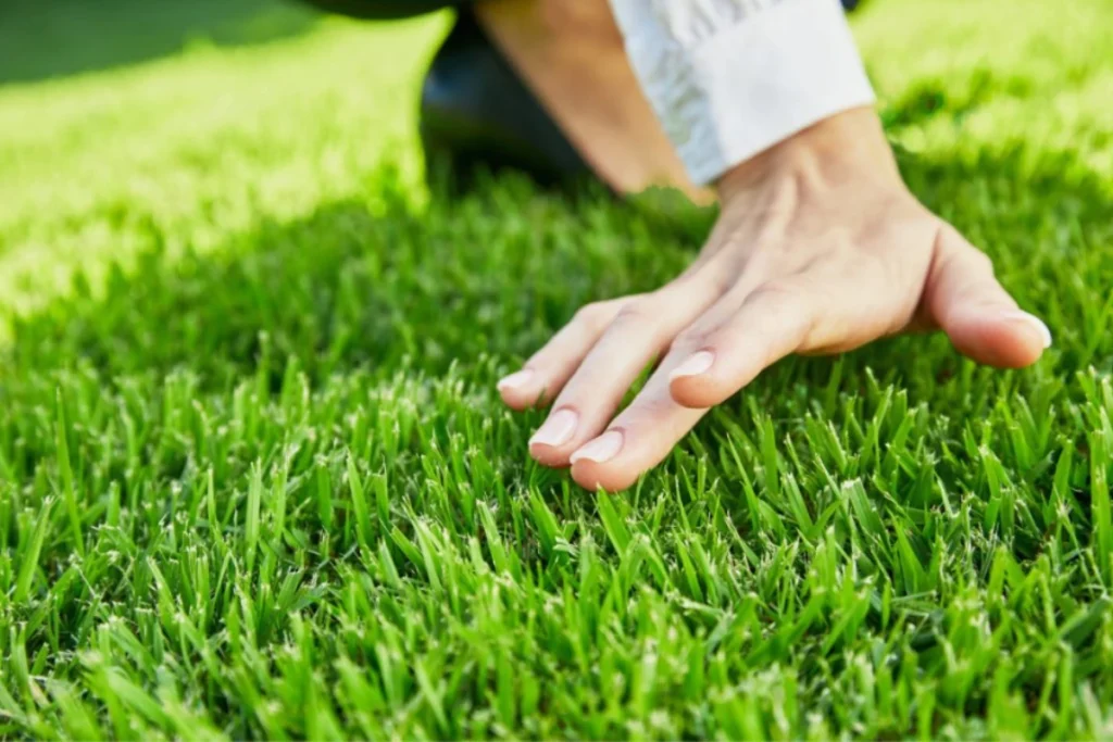 Zoysia grass