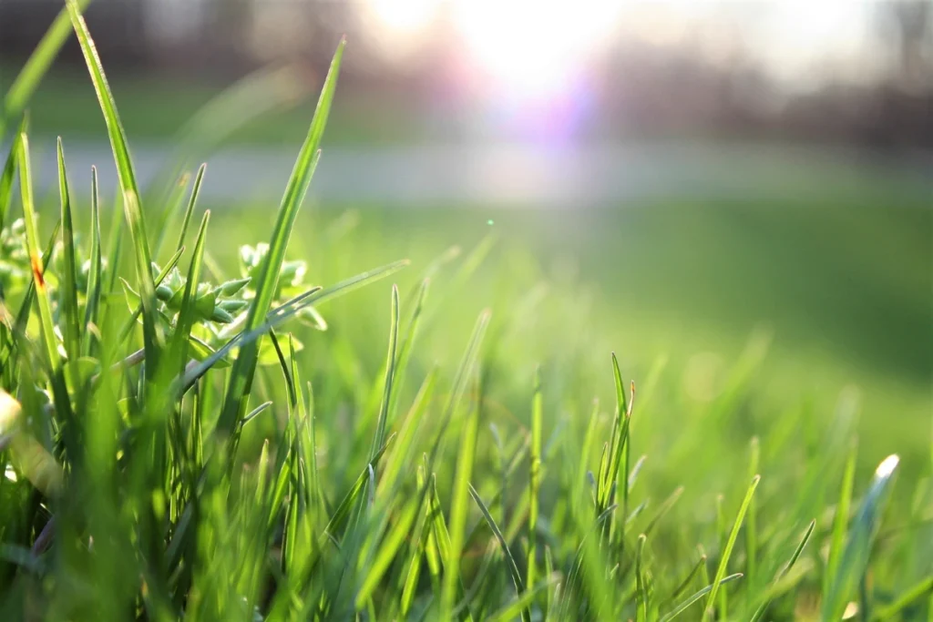 zeon zoysia grass care