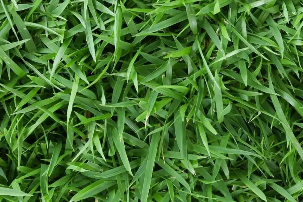 Zeon Zoysia Grass