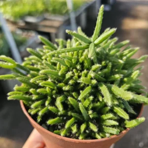 Rhipsalis Prismatica - Rare Tropical Cactus - 2in Pot - Cuttings