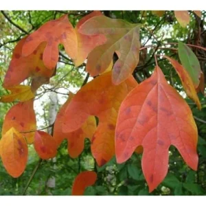 2 Sassafras Tree Seedlings - 12 to 18 Inch Bare Root - Hardy Shrub