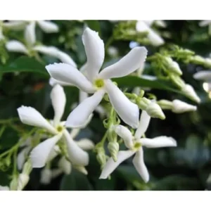Star Jasmine Plant - 3 to 4 Feet Tall - White Climbing Vine for Garden