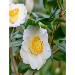 Tea Plant Camellia - Green Tea Tree - 8-12 Inches Tall - Premium Tea Shrub