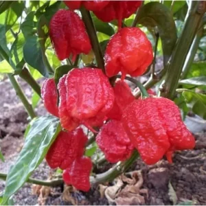 3 Red Carolina Reaper Pepper Plants - Hot Chili Peppers - 4 to 6 Inches Tall