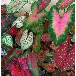 12 Caladium Seeds Bulbs - Mixed Color, Premium Quality, Shade-Loving