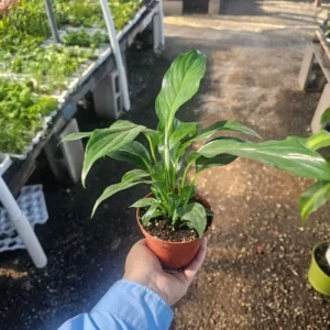 Peace Lily Spathiphyllum - Flowering Houseplant - 4in Pot - Air-Purifying