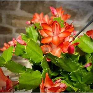 Christmas Cactus Plant - Live Orange Schlumbergera - 6 Inch Pot