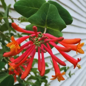 Coral Honeysuckle Live Plant 1 Gallon - Red Flowering Climbing Vine