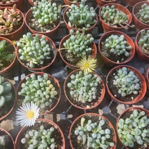 Baby Toes Succulent - Fenestraria rhopalophylla 2in Pot - Rare Plant