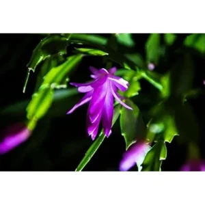 2 Purple Christmas Cactus Plants 3 Inch Pot – 4 to 6 Inches – Live Schlumbergera – Winter Blooming