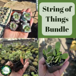 String of Things Bundle - Trailing Succulents - 2in Pots - Rare Varieties