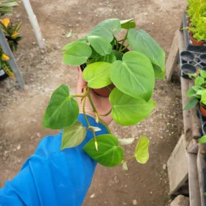 Heart Leaf Philodendron Cordatum Vining House Plant in 4 Inch Pot