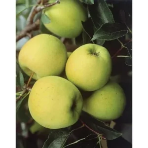 2 Golden Apple Trees - Bare Root - 2 to 3 Feet Tall - Sweet Yellow Apples