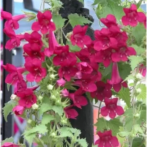 Red Creeping Gloxinia Plant - 5 to 9 Inch Tall - Lophospermum Vine