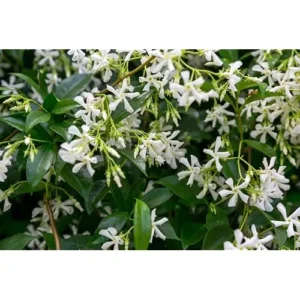 Star Jasmine Plant - 3 to 4 Feet Tall - White Climbing Vine for Garden