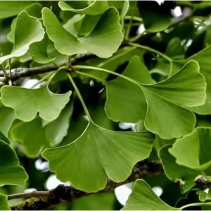 Ginkgo Biloba Tree Bare Roots - 12 to 18 Inch - Hardy Maidenhair Tree