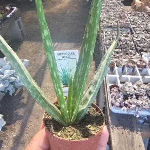 Aloe Vera Plant - 2in Succulent - Aloe Barbadensis - Healing and Air Purifying