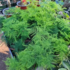 Plumosa Fern - Asparagus Fern - 4in Potted Green Plant - Easy Care