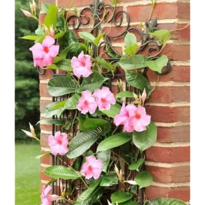 Pink Mandevilla Vine - 6 to 10 Inch Live Flowering Plant - Climbing Tropical Beauty