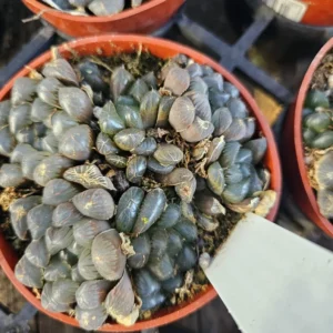 Haworthia Cooperi Purple - Unique Translucent Succulent 2in Pots