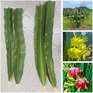 Dragon Fruit Plant Cuttings - 4 Red Yellow White Pitaya Cactus Unrooted 6-10 Inch Garden Variety