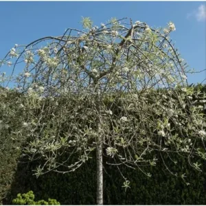 Weeping Willow Tree - 2 to 3 Feet Bare Root - Green and Hardy