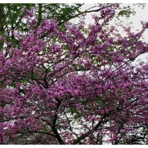 3 Eastern Redbud Trees - 18 to 24