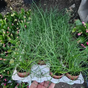 Corkscrew Rush - Juncus Spiralis - Unique Spiral Grass Plant - 4in Pot