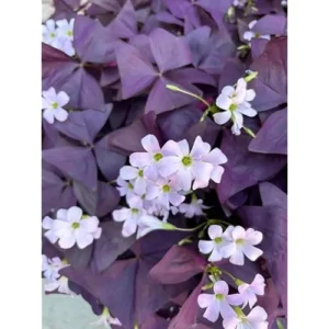 2 Live Purple Shamrock Plants, Oxalis Triangularis, 4-Inch Pot, Ready to Grow