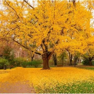 Ginkgo Biloba Tree Bare Roots - 12 to 18 Inch - Hardy Maidenhair Tree
