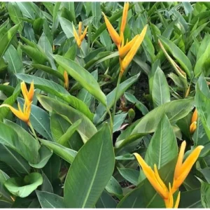 2 Heliconia Psittacorum Live Plants - 4 to 8 Inch Golden Rhizomes